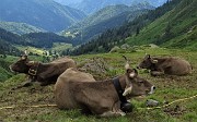 29 Abbiam brucato buona erba , ora a riposo stiamo ruminando